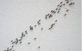 Bekämpfung von Ameisen