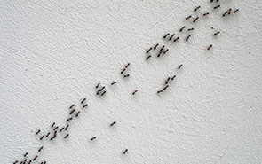 Bekämpfung von Ameisen