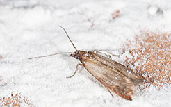 Bekämpfung von Motten