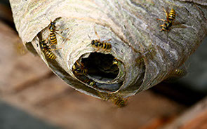 Was Sie über Schädlinge wissen sollten!